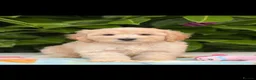 Cockapoo dogs for sale: 🌸 READY NOW SHOW QUALITY TOY F1 COCKERPOOS 🌸 - Advert 8
