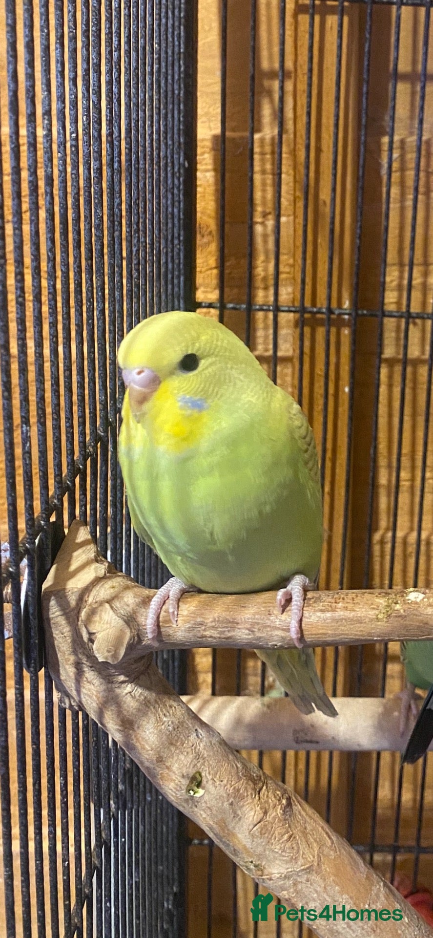 Budgerigars birds Young budgies  - Advert 1