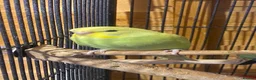 Budgerigars birds for sale: Young budgies  in Erith - Advert 1