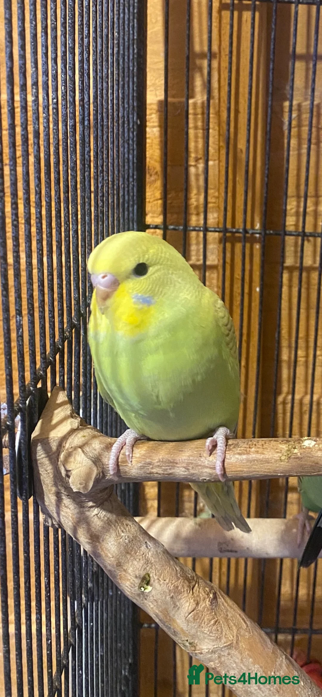 Budgerigars birds for sale: Young budgies  in Erith - Advert 1