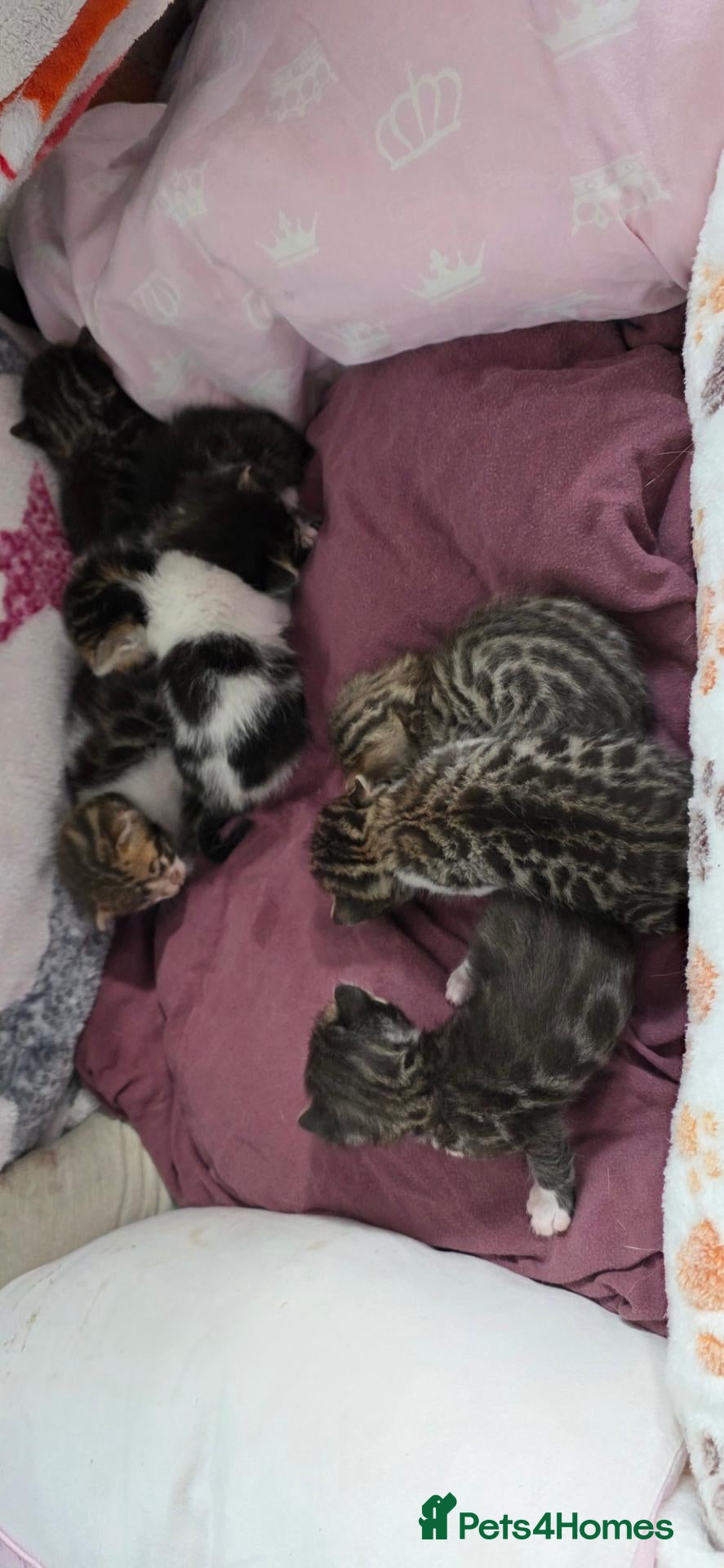 Bengal cats Beautiful Bengal kittens,Exteptional Colour😻our - Advert 5