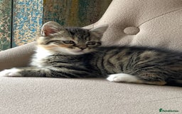 Mixed Breed cats for sale: Adorable Longhair Kittens-ready for a new home - Image 7