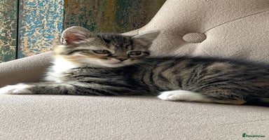 Mixed Breed cats - Advert 16