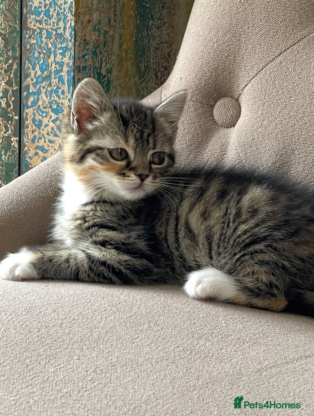 Mixed Breed cats for sale: Adorable Longhair Kittens-ready for a new home - Image 7