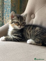 Mixed Breed cats - Advert 16