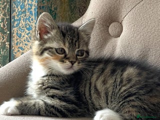 Mixed Breed cats for sale: Adorable Longhair Kittens-ready for a new home - Advert 1