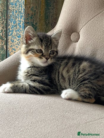 Mixed Breed cats - Advert 8