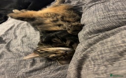 Mixed Breed cats for sale: Black and brown tabby cat - Image 2