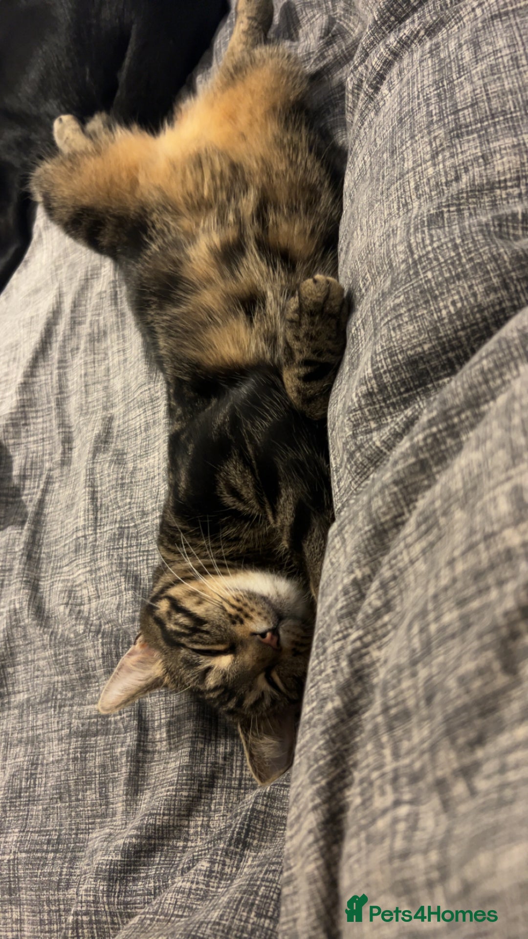 Mixed Breed cats for sale: Black and brown tabby cat - Image 2