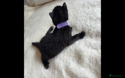 Bengal cats for sale: 4 Rare Tica Registered Bengal Kittens - Image 11