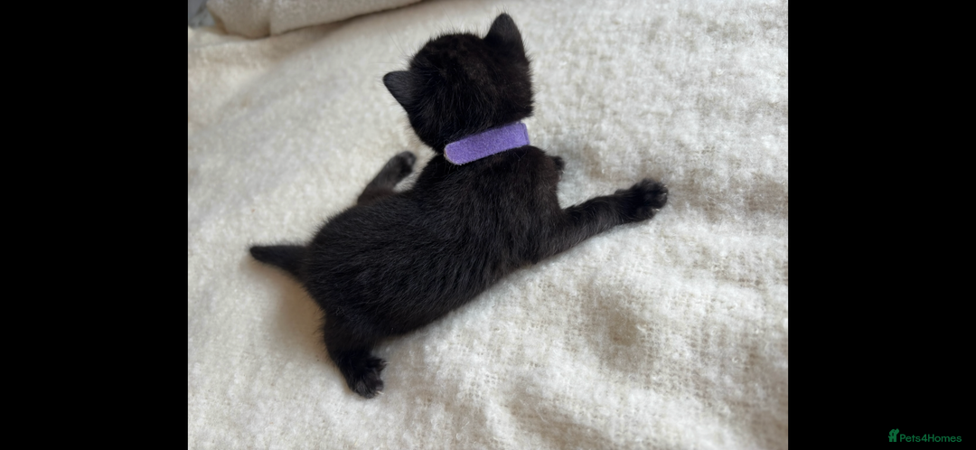 Bengal cats for sale: 4 Rare Tica Registered Bengal Kittens - Image 11