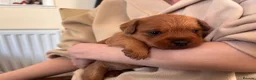 Mixed Breed dogs for sale: Mixed breed terrier pups in Belper - Advert 7