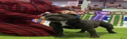 Staffordshire Bull Terrier dogs for sale: Beautiful blue Staffordshire bull terrier puppies  in Coventry - Advert 20