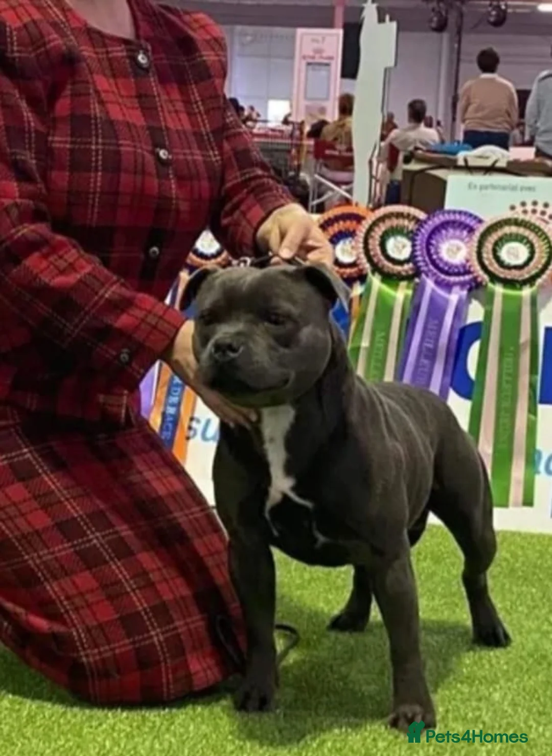 Staffordshire Bull Terrier dogs for sale: Beautiful blue Staffordshire bull terrier puppies  in Coventry - Advert 20