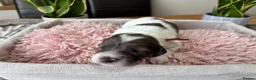 Sproodle dogs for sale: ✨ Premium Rare Sproodle Puppies – Champion Lines ✨ - Advert 37