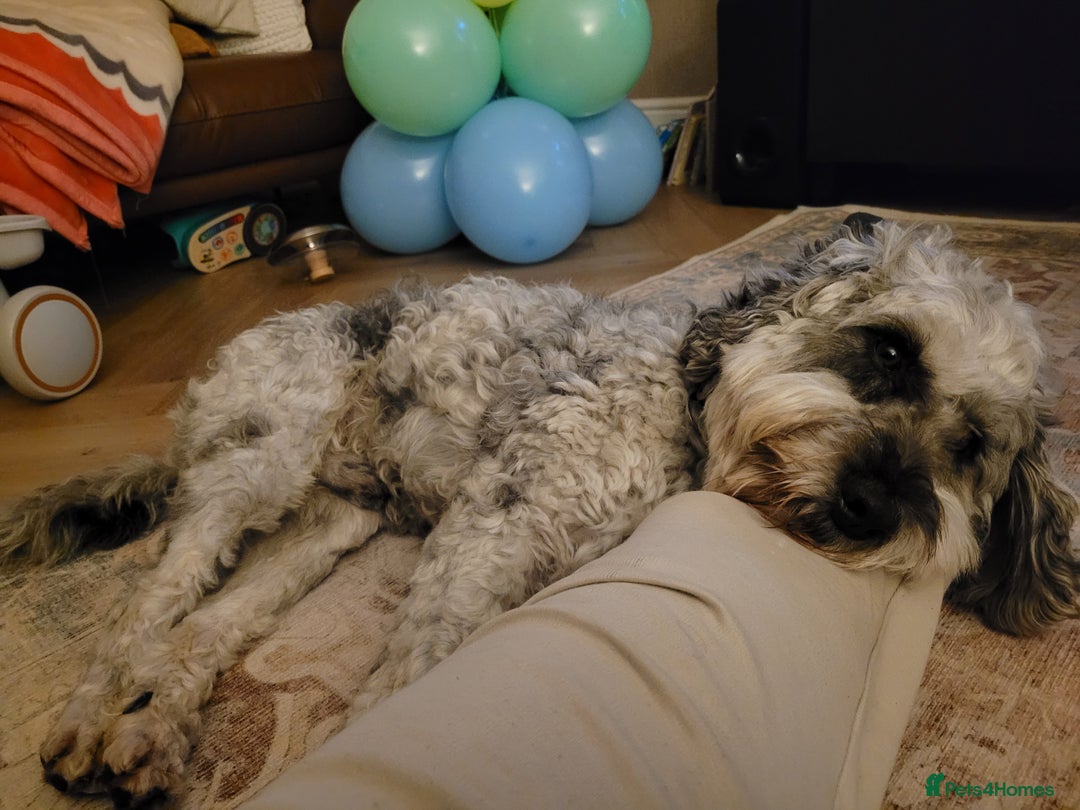 Cockapoo dogs for stud: Blue Merle F1B Miniature Cockapoo - West Midlands - Advert 5