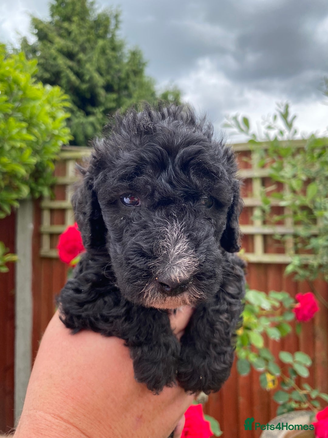 Bedlington Terrier dogs for sale: Bedlington Terrier puppies for sale in Hertford - Image 18