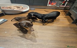 Miniature Dachshund dogs for sale: Miniature Dachshund puppies - Image 20