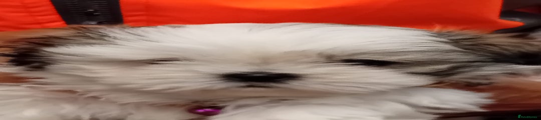 Shih Tzu Puppy 3