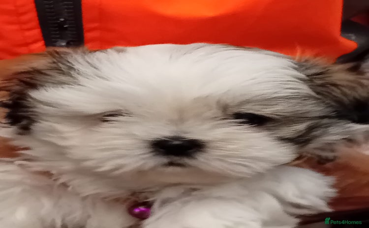 Shih Tzu dogs - Advert 1