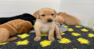 Labrador Retriever dogs - Advert 9