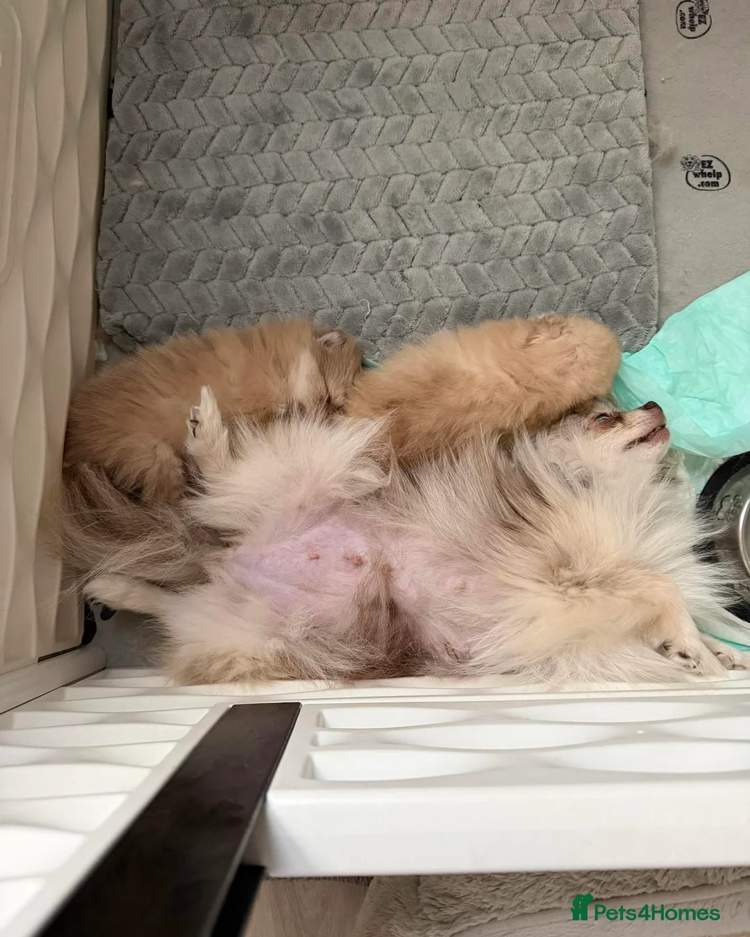 Pomeranian dogs for sale: Miniature Pomeranian puppies  in Doncaster - Advert 1