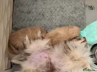Pomeranian dogs Miniature Pomeranian puppies - Advert 1