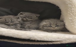 British Shorthair cats for sale: British shorthair  - Image 4