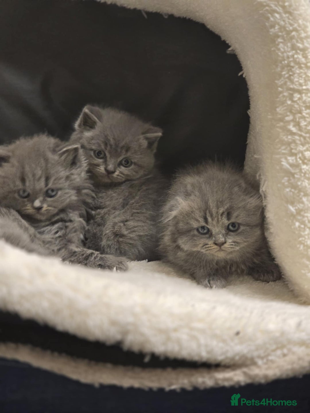 British Shorthair cats for sale: British shorthair  - Image 4