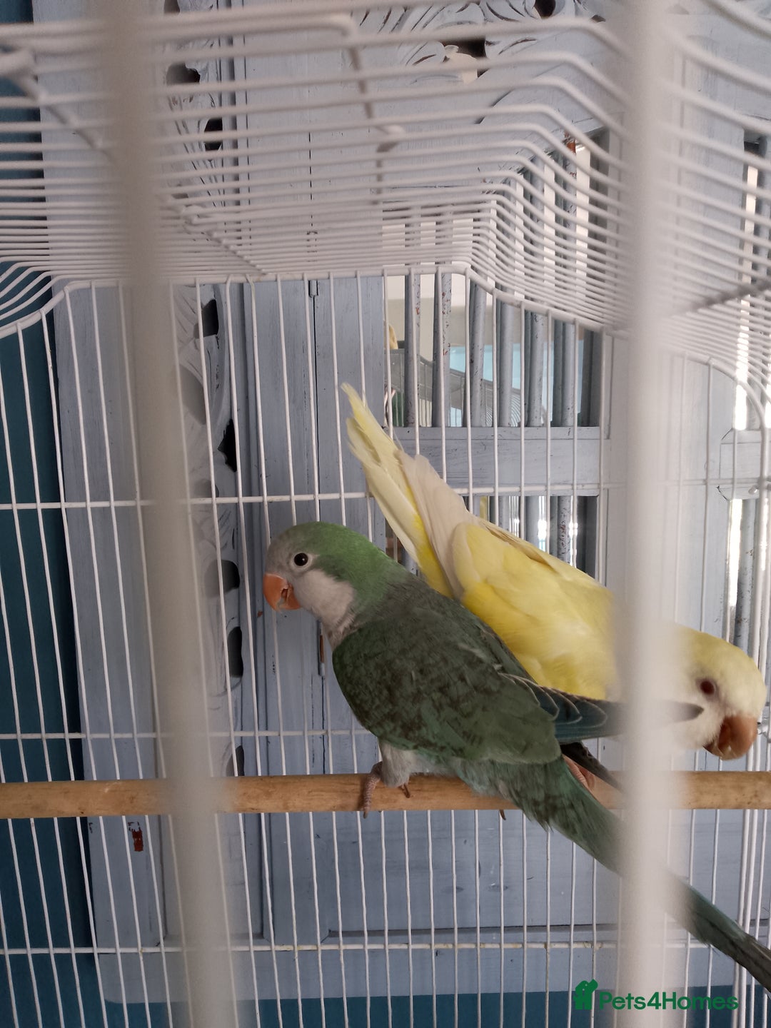 Parrots birds for sale: Pair of Quakers - Image 3