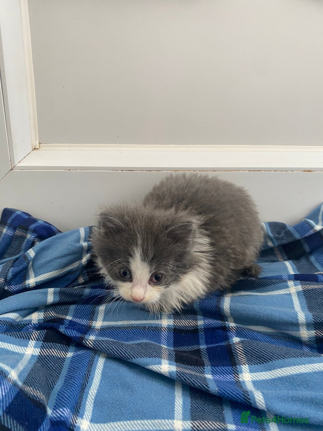 Mixed Breed cats for sale: Beautiful kittens ready now  - Image 5