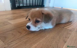 Welsh Corgi Pembroke dogs for sale: 3 Cuddly Corgi Pups for Sale; 2 males, 1 female - Image 5