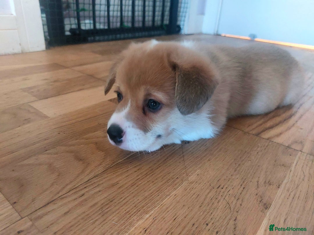 Welsh Corgi Pembroke dogs for sale: 3 Cuddly Corgi Pups for Sale; 2 males, 1 female - Image 5