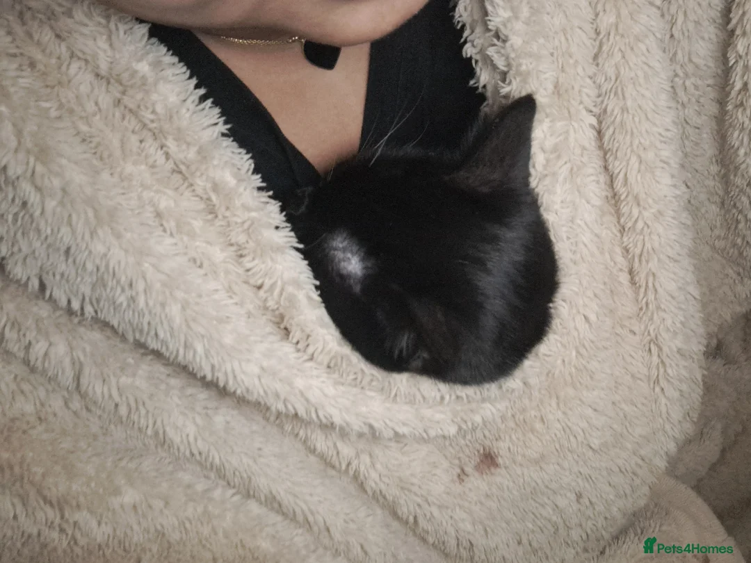 Mixed Breed cats for sale: Sweetest kitten with green eyes needs a home. - Advert 12