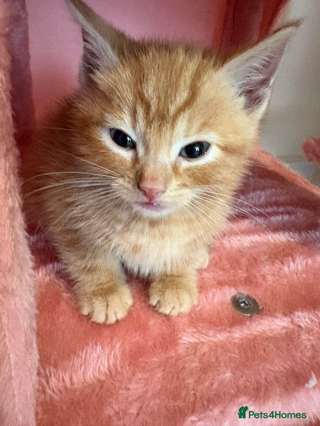 Mixed Breed cats for sale: 5 microchipped 8 week old kittens - Advert 13