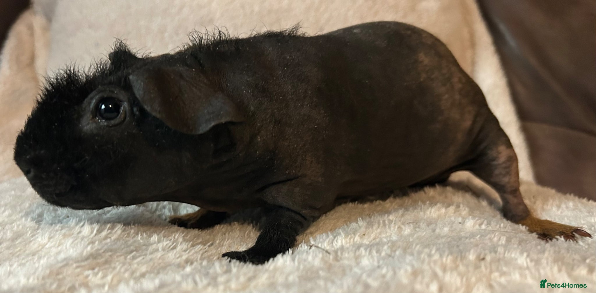 Guinea Pig rodents Skinny Pig Boars. - Advert 2