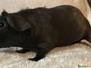 Guinea Pig rodents Skinny Pig Boars. - Advert 2