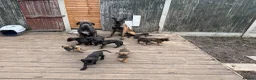 Mixed Breed dogs for sale: Cane Corso x Belgian Malinois - Advert 2