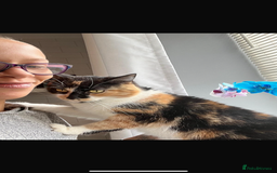 Mixed Breed cats for sale: Cute cat for free  - Image 1