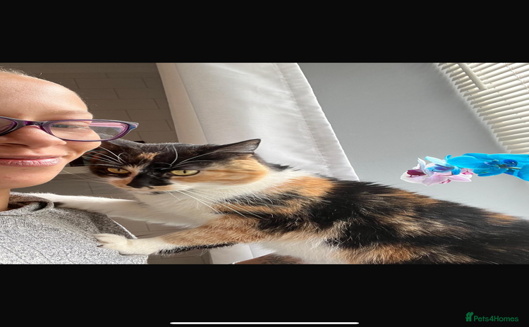 Mixed Breed cats - Advert 1