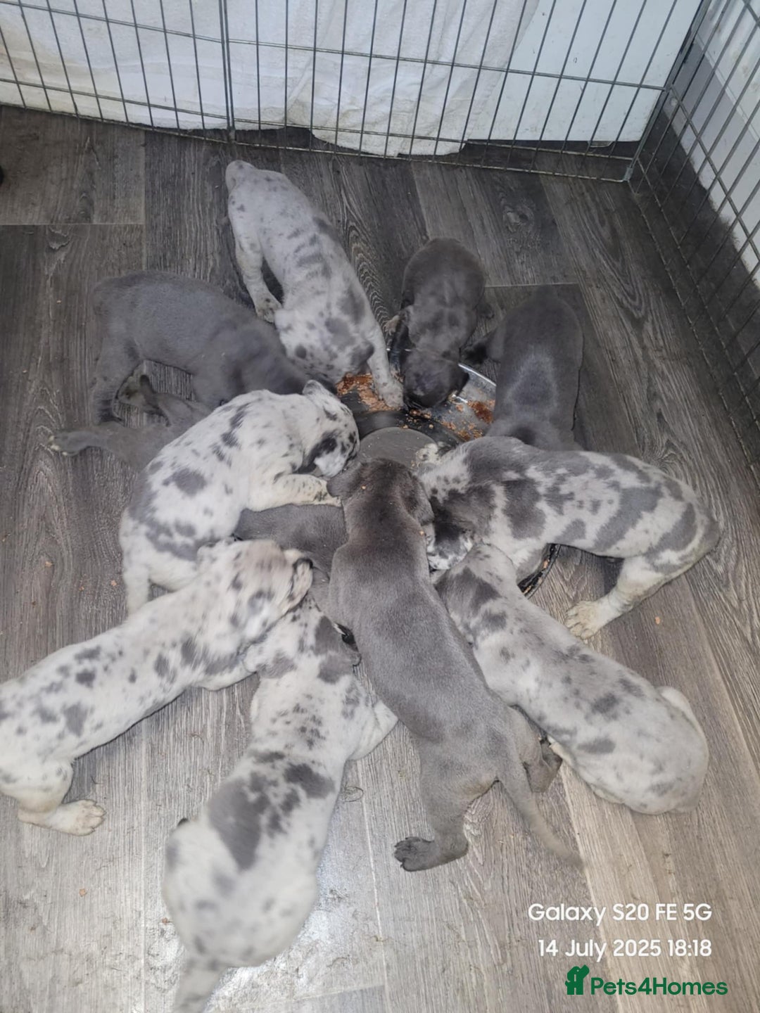 Cane Corso dogs for stud: 🧬MAJESTIC MERLE STUD🧬 - Image 9