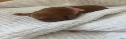 Cocker Spaniel dogs for sale: KC Reg working cocker spaniel puppies  - Advert 7
