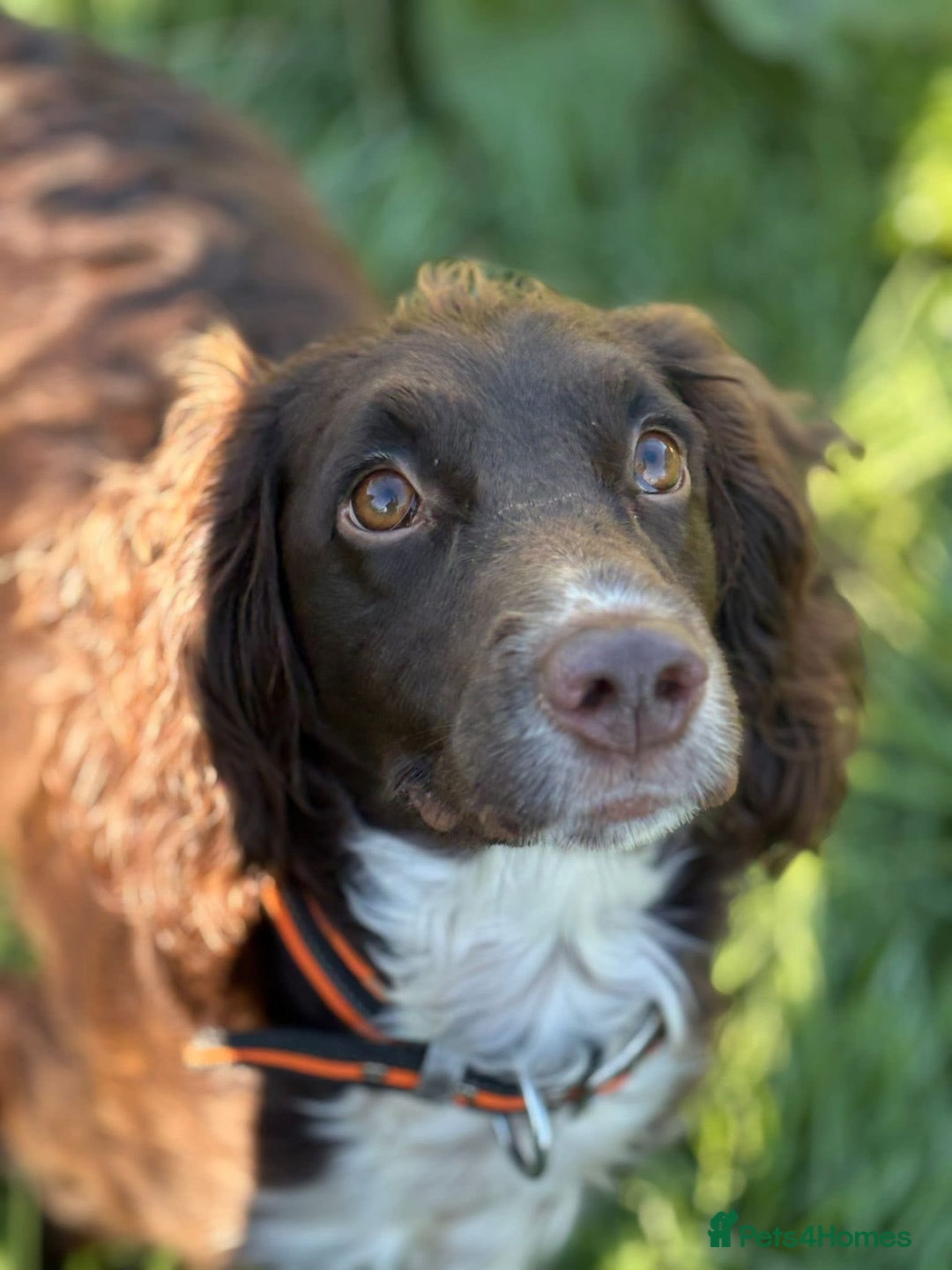 Cocker Spaniel dogs for sale: ** 1 GIRL LEFT** **READY NOW** Cocker Spaniel Pups - Advert 2