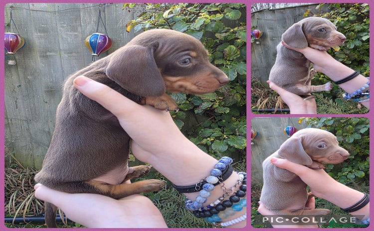 Miniature Dachshund dogs - Advert 1