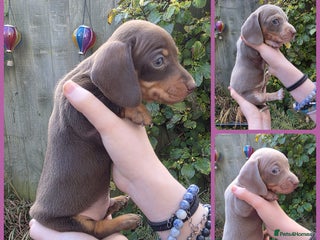 Miniature Dachshund dogs - Advert 3