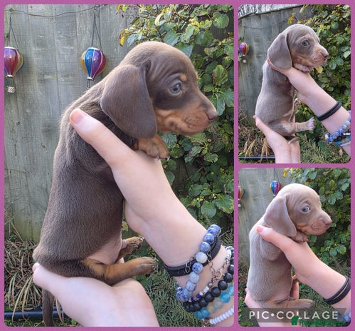 Miniature Dachshund dogs - Advert 1