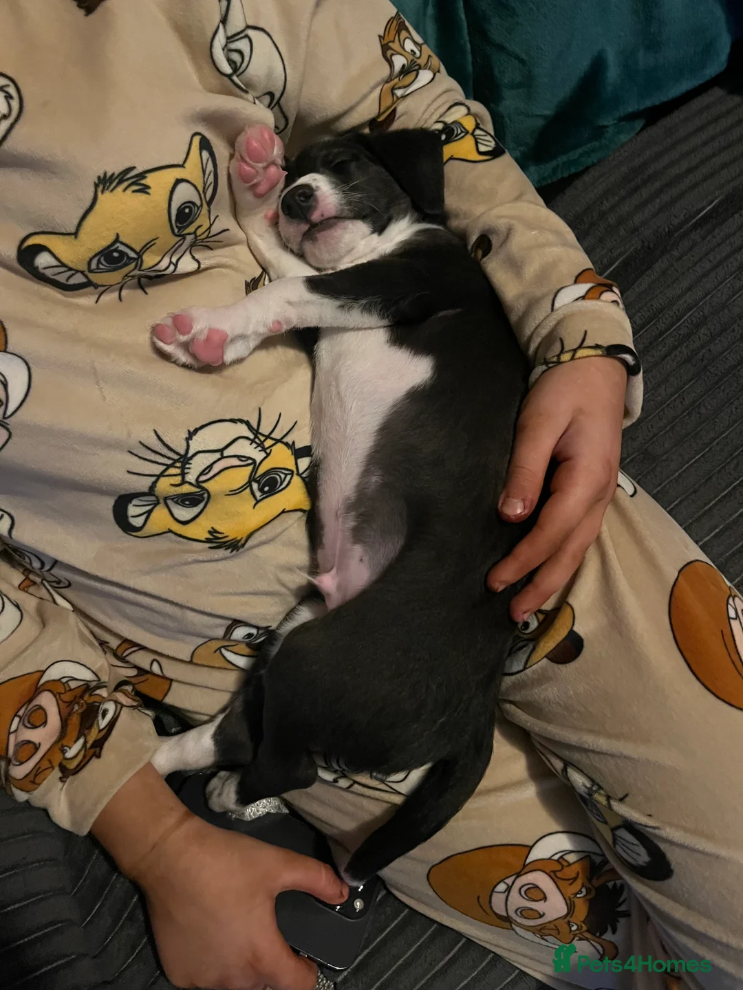 Lurcher dogs for sale: Bedlington Whippet pups for sale - Advert 14