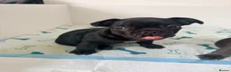 French Bulldog dogs for sale: French Bulldogs  - Advert 13