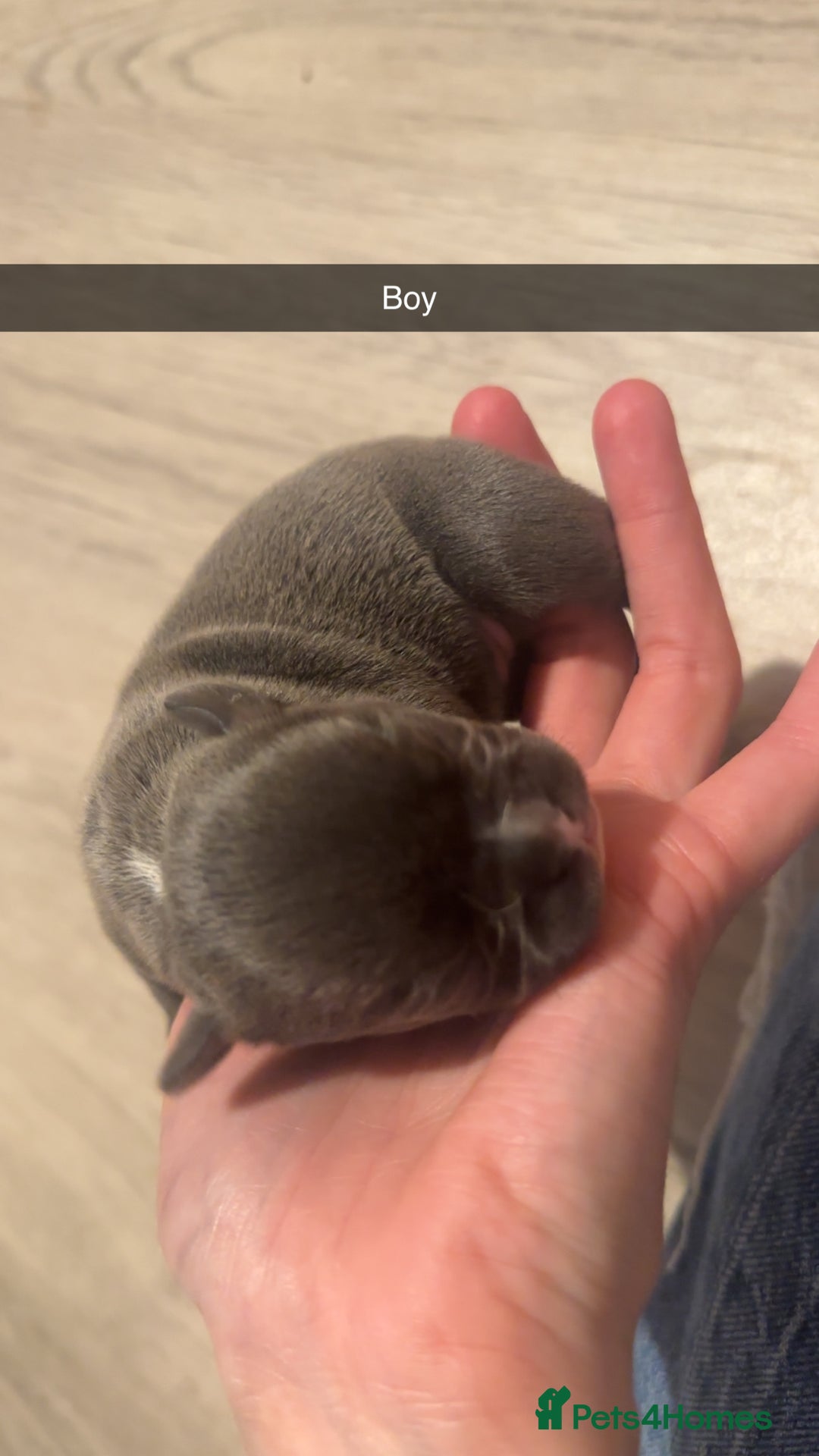 French Bulldog dogs for sale: French bulldog puppies - Image 5