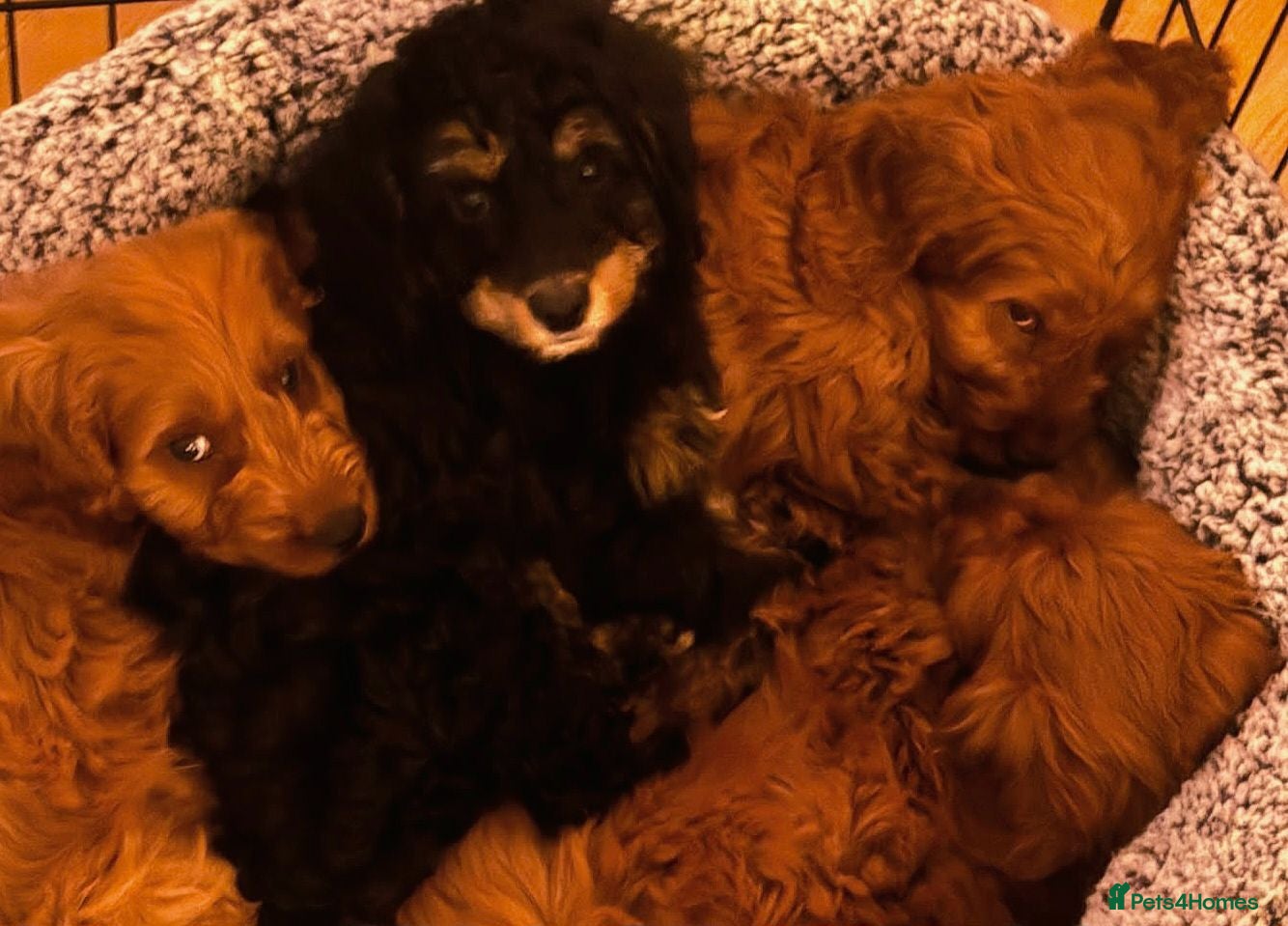 Cavapoo dogs Gorgeous Cavapoo puppies - Advert 3